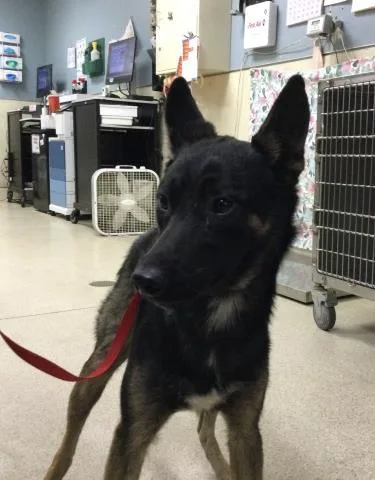 A young medium-sized male German Shepherd Dog dog named Peter for adoption in Riverside, CA