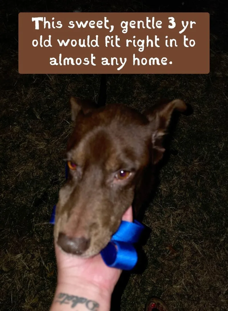 An adult medium-sized male Chocolate Labrador Retriever dog named Rocky for adoption in Plano, TX