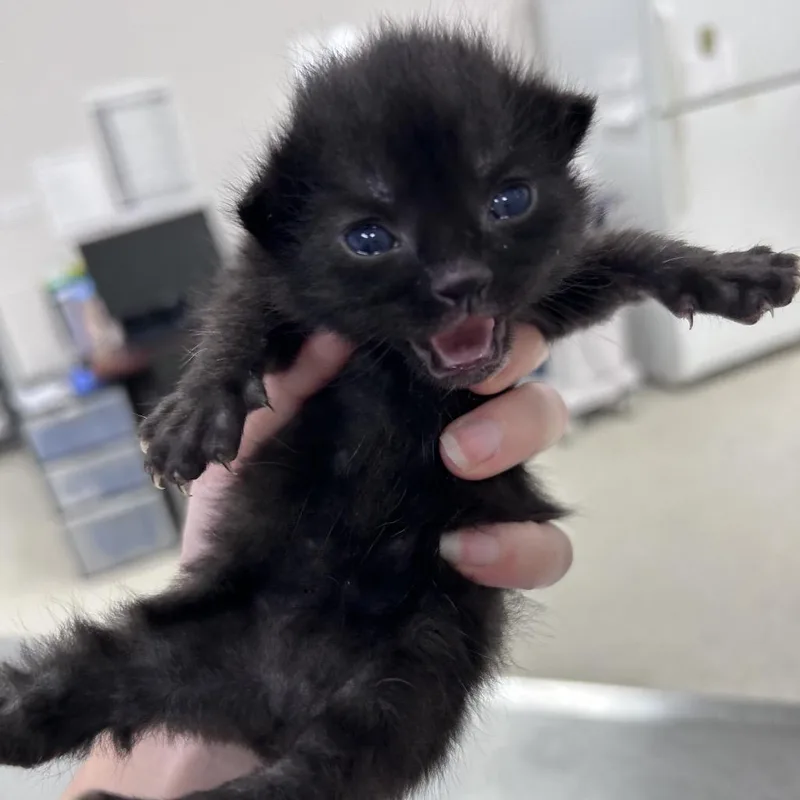 A baby small-sized female Black Domestic Short Hair cat named Lady Bird for adoption in Jacksonville, FL
