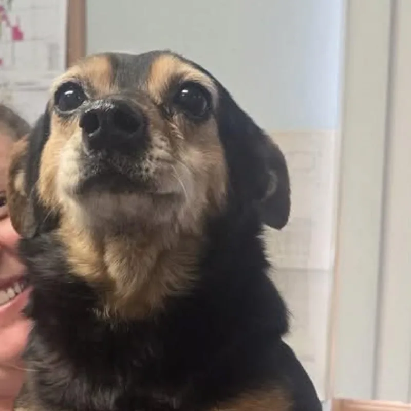 Butterball thumbnail 4