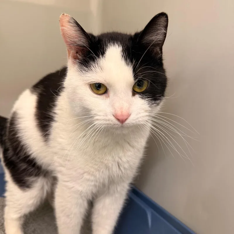 An adult medium-sized female White Domestic Short Hair cat named Poppy for adoption in Saint Charles, MO