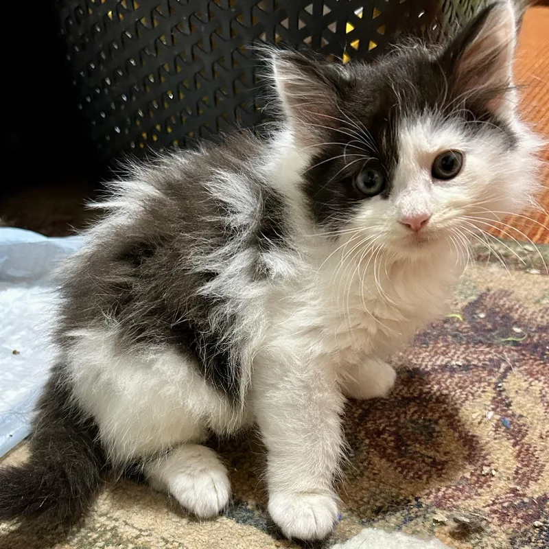 A baby medium-sized male Domestic Long Hair cat named Sitka for adoption in Warwick, RI
