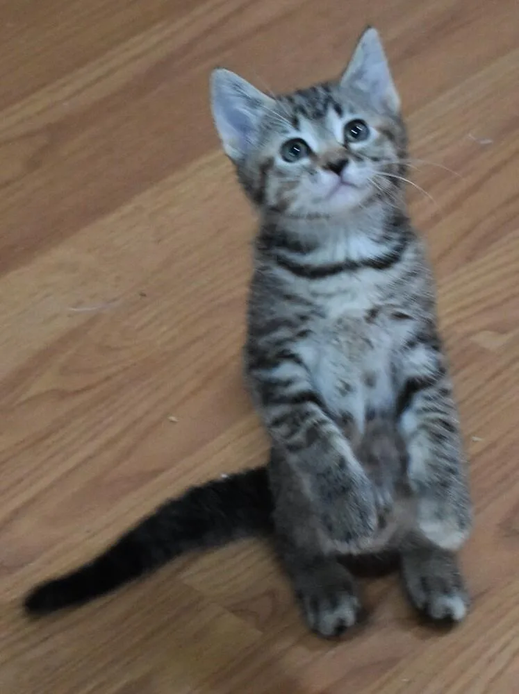 A baby small-sized female Domestic Short Hair cat named Eeyore for adoption in Anoka, MN