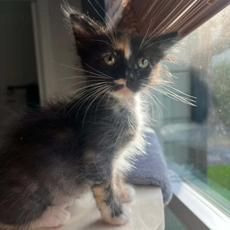 A baby small-sized female Tortoiseshell Domestic Short Hair cat named Ivy for adoption in Houston, TX