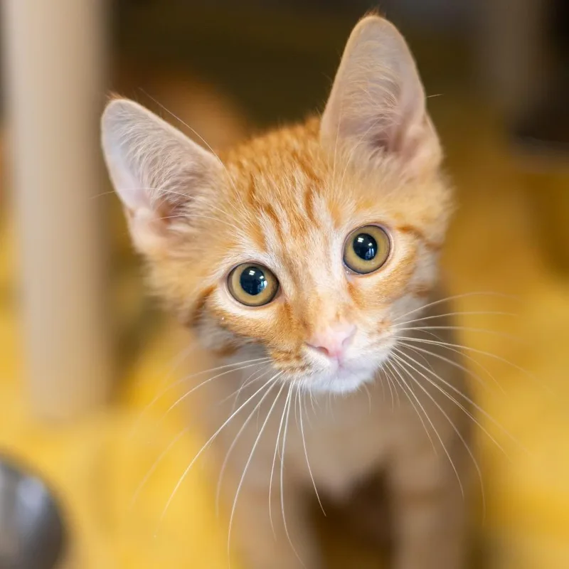 A baby small-sized female Orange / Red Domestic Short Hair cat named Kay for adoption in Newark, DE
