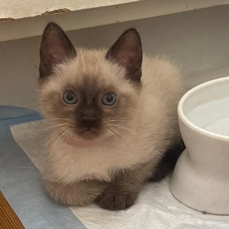 Kissa Katze AC