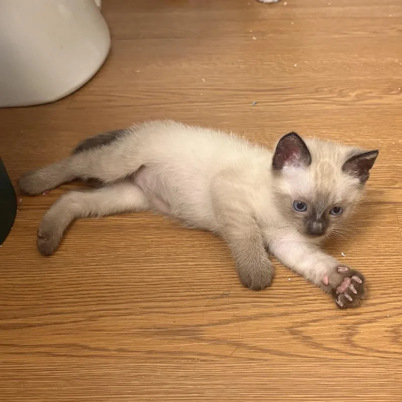 Kissa Katze  AC thumbnail 2