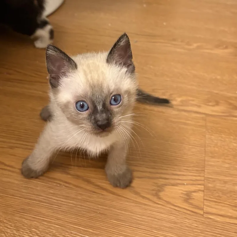Kissa Katze  AC thumbnail 3