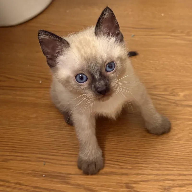 Kissa Katze  AC thumbnail 5