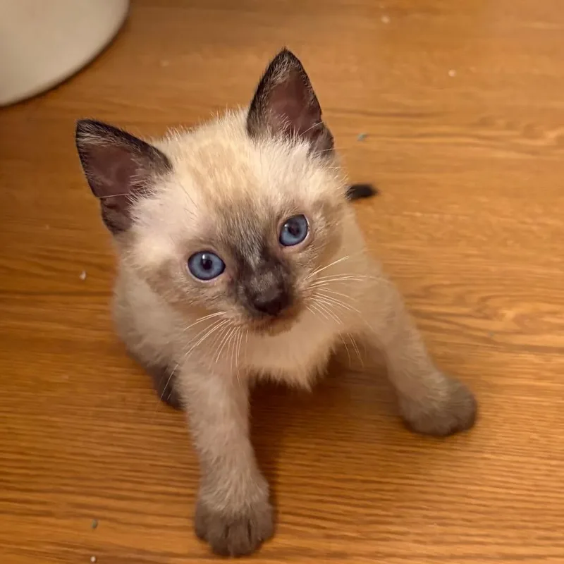 Kissa Katze  AC thumbnail 6