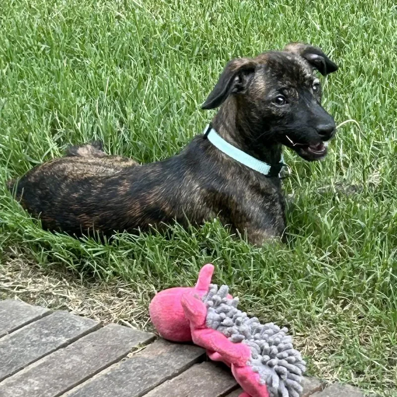A baby medium-sized female Brindle Mixed Breed dog named Angelica for adoption in Brownsboro, AL