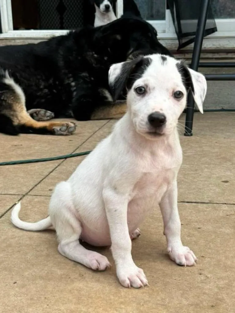 A baby small-sized female Mixed Breed dog named Keks for adoption in sun prairie, WI