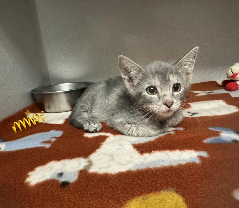 A baby medium-sized female Tabby cat named Joanie for adoption in Red Bluff, CA