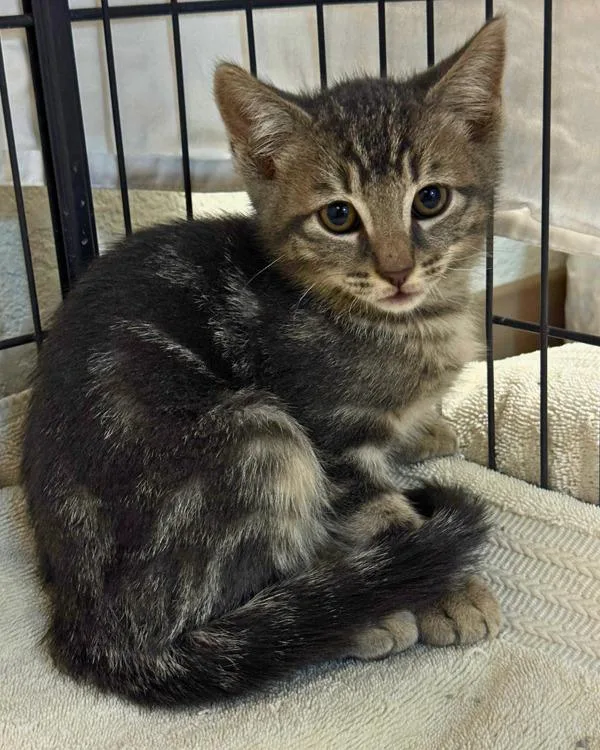 A baby small-sized male Domestic Short Hair cat named Plio for adoption in Novato, CA
