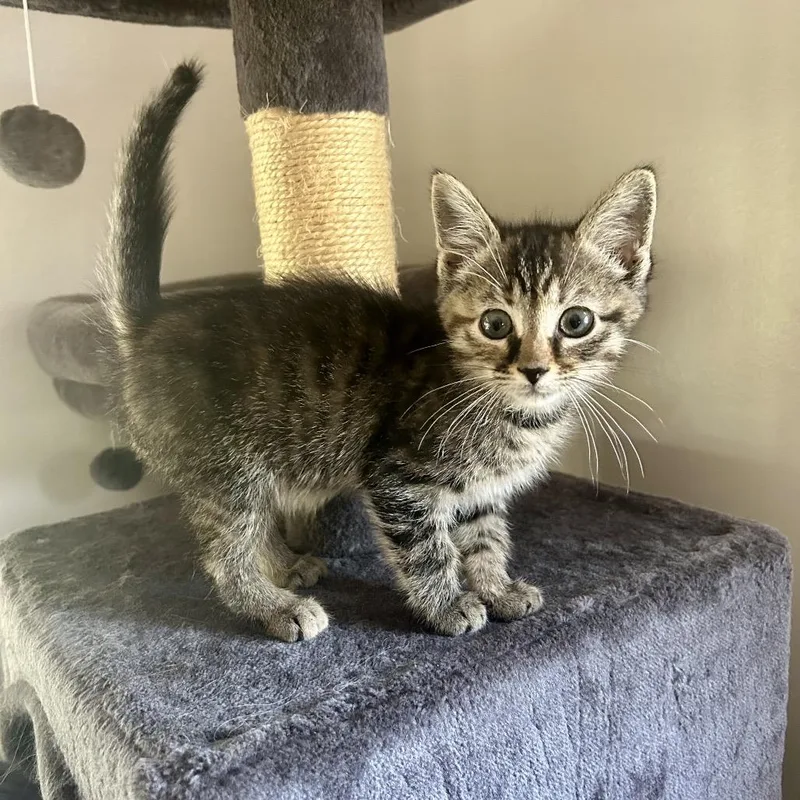 A baby small-sized female Brown / Chocolate Domestic Short Hair cat named Leia for adoption in Harrisonburg, VA