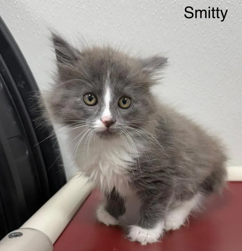 Smitty
