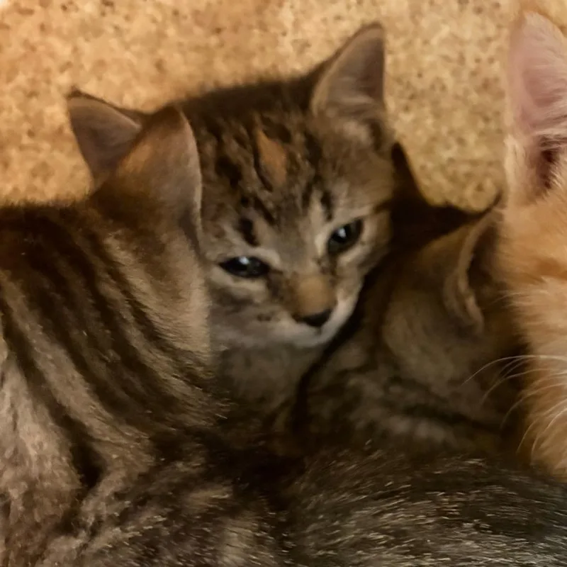 A baby small-sized female Black Domestic Short Hair cat named Trouble for adoption in Philadelphia, PA