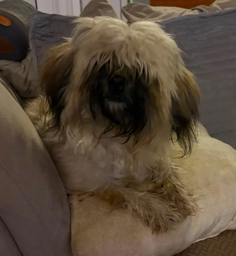Muffin thumbnail 3