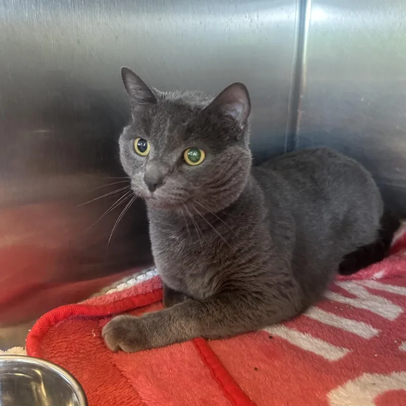 An adult large-sized male Gray / Blue / Silver Domestic Short Hair cat named Kitkat for adoption in Columbia Station, OH