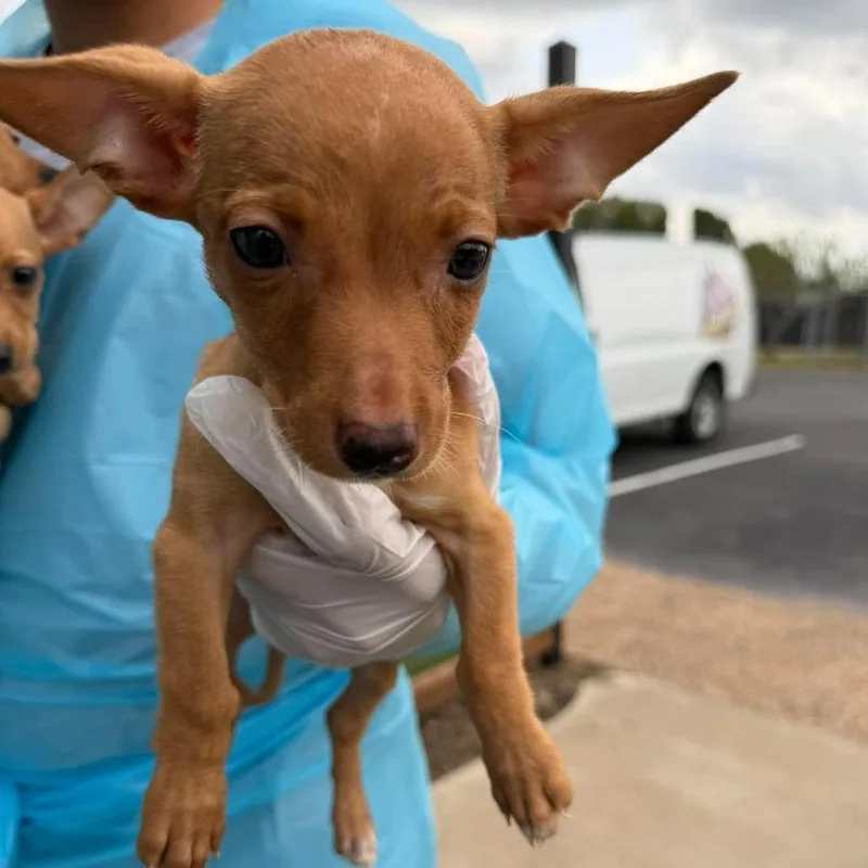 A baby small-sized female Pit Bull Terrier dog named Susan for adoption in Bastrop, TX