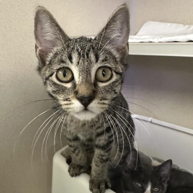 A baby medium-sized male Brown / Chocolate Domestic Short Hair cat named Milo for adoption in New York, NY