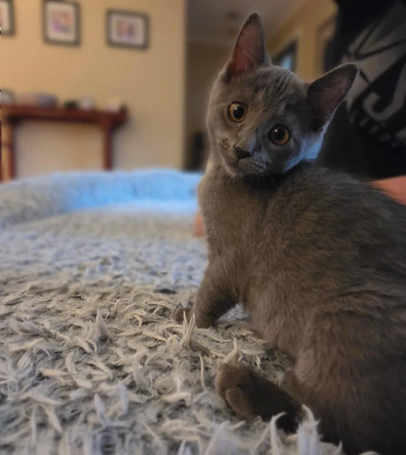 A baby medium-sized male Gray / Blue / Silver Domestic Medium Hair cat named Lynnie and Captain Walter for adoption in Mayfield, NY