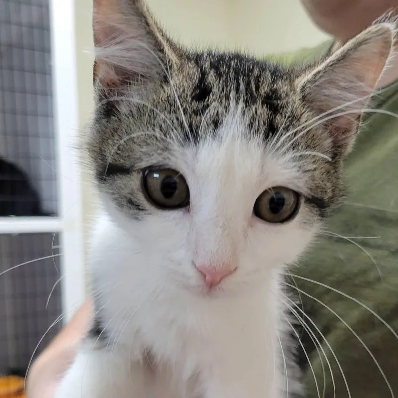 A baby medium-sized male Brown / Chocolate Domestic Short Hair cat named Marco for adoption in Mazon, IL