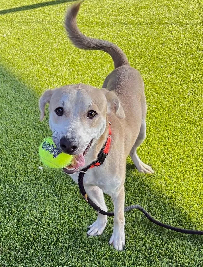 A young medium-sized male Yellow Labrador Retriever dog named Bartholomew for adoption in Lisbon, IA