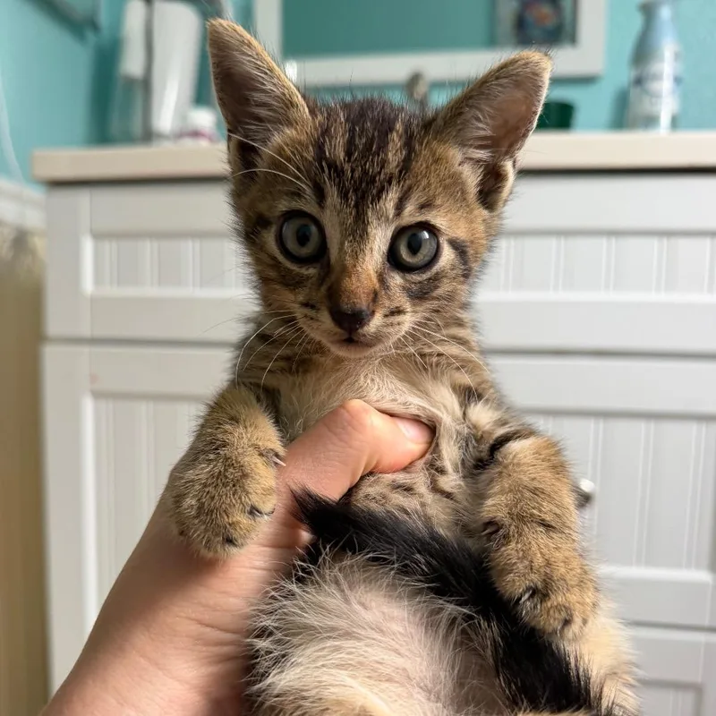 Figaro