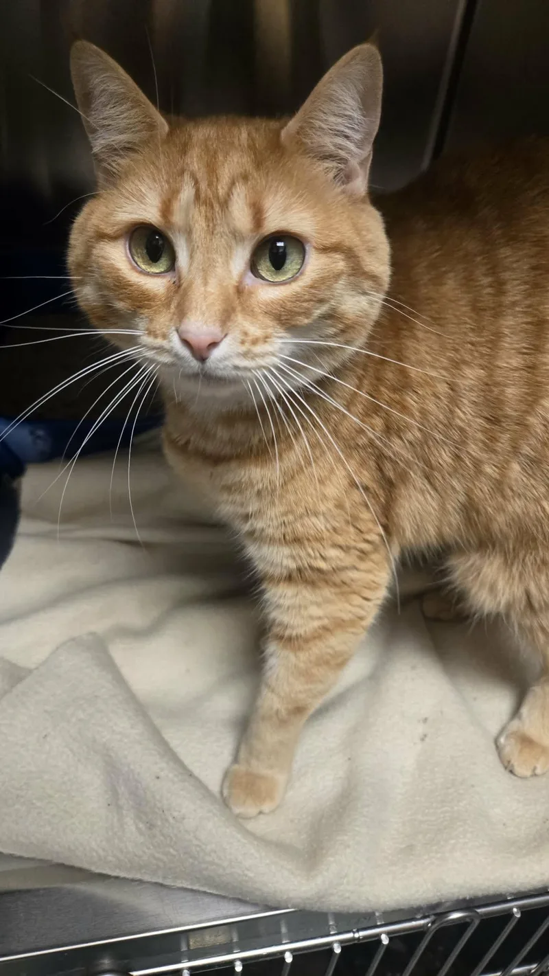 An adult medium-sized female Tabby (Orange / Red) Domestic Short Hair cat named Waffle for adoption in Martinsville, IN