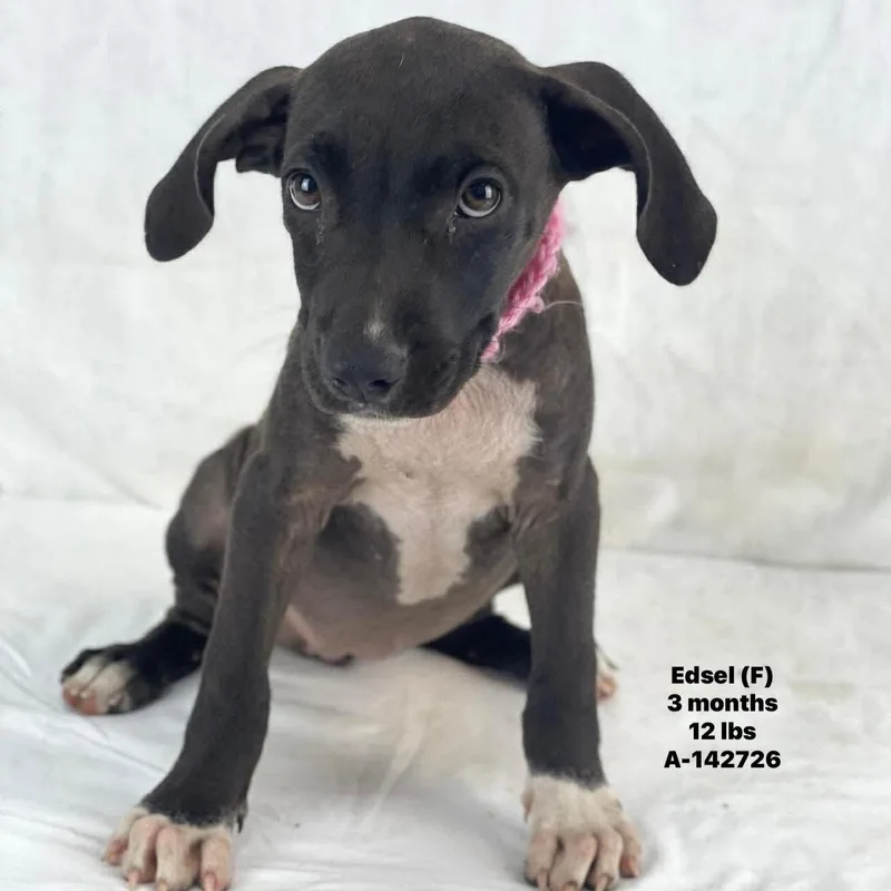 A baby medium-sized female Black Labrador Retriever dog named Edsel Local August for adoption in Brookshire, TX