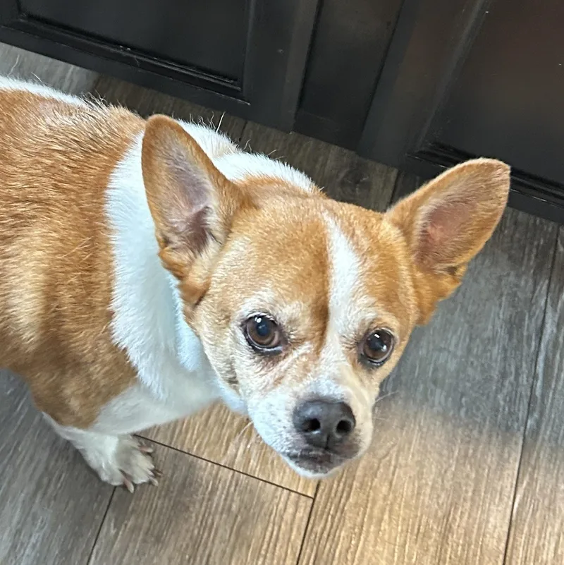 A senior small-sized male Bicolor Chihuahua dog named Opie for adoption in Scottsburg, IN