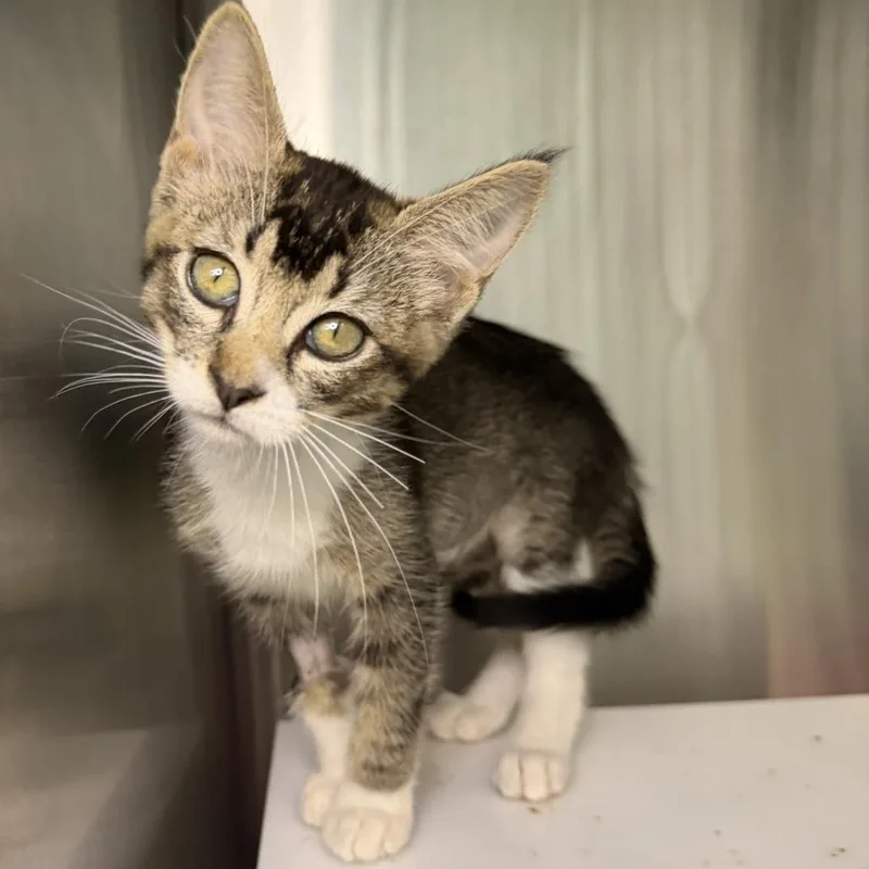 A baby small-sized male Domestic Short Hair cat named Beckham for adoption in Los Angeles, CA