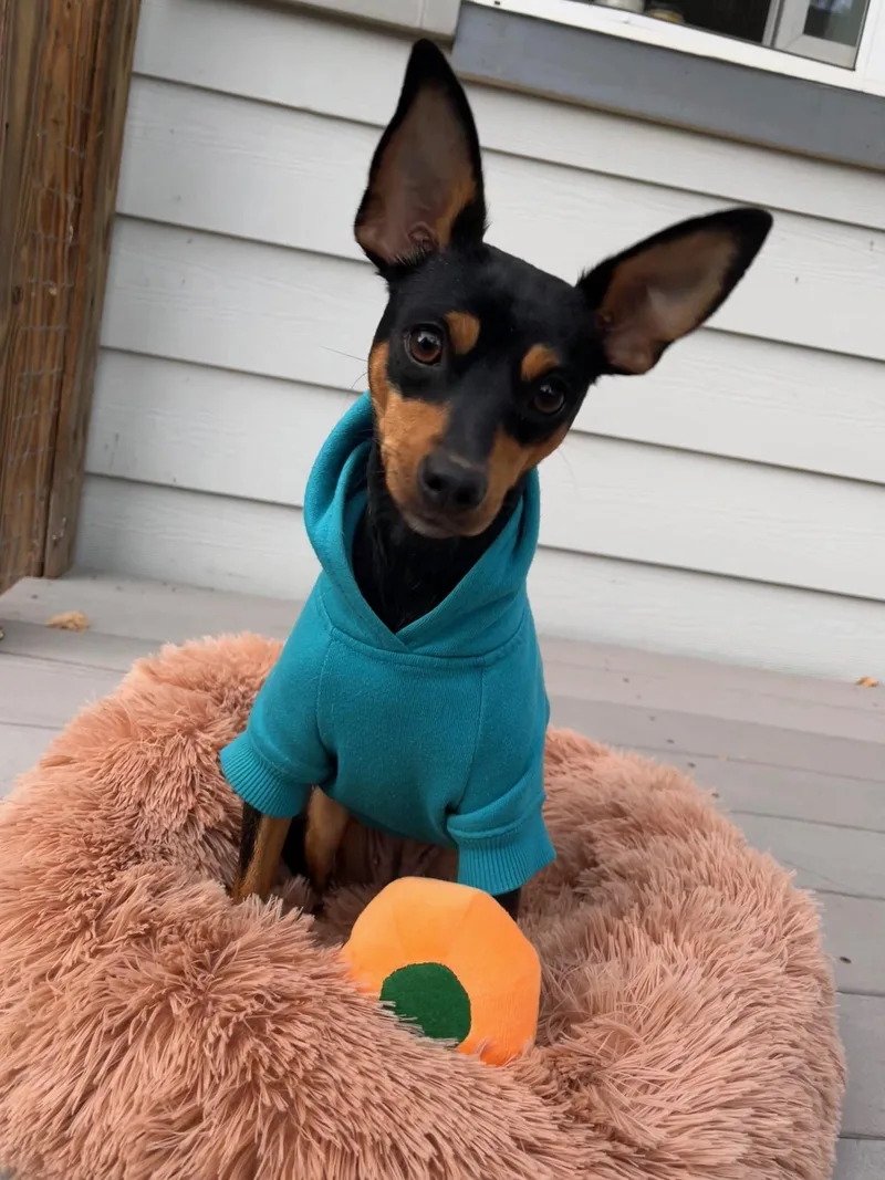 A young small-sized female Miniature Pinscher dog named Calii for adoption in Sacramento, CA