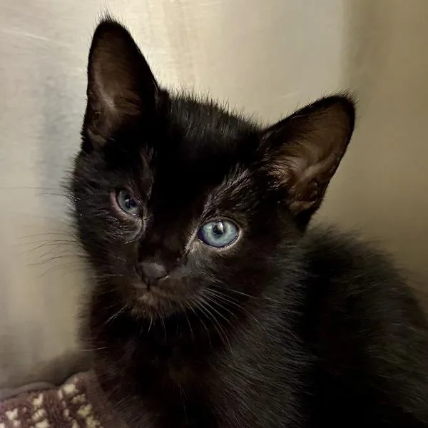 A baby small-sized female Domestic Short Hair cat named Mandy for adoption in Walnut Creek, CA