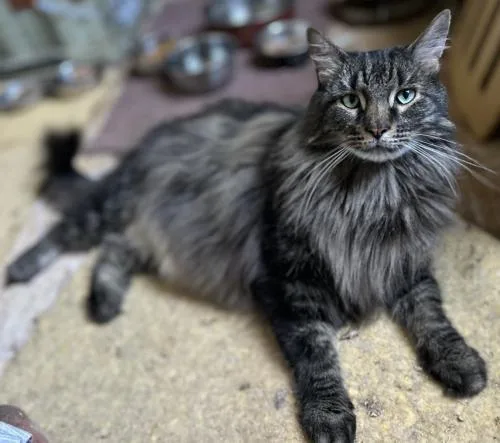 A senior large-sized male Domestic Long Hair cat named Big Perm for adoption in St. Johnsbury, VT