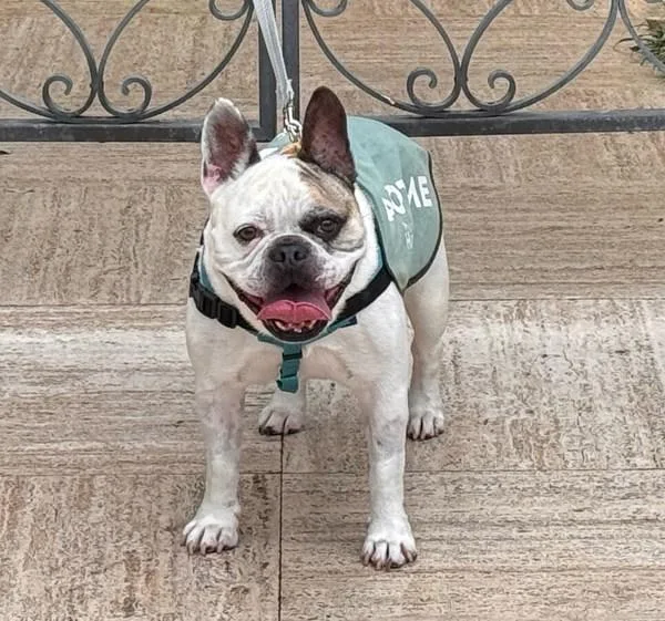 A senior medium-sized male French Bulldog dog named Roman for adoption in San Diego, CA