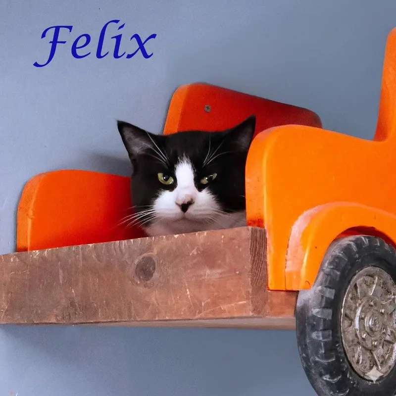 An adult medium-sized male Black Domestic Short Hair cat named Felix C for adoption in Lebanon, TN
