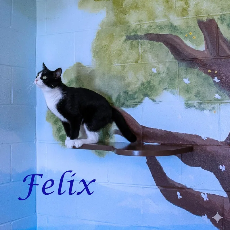 Felix C thumbnail 2