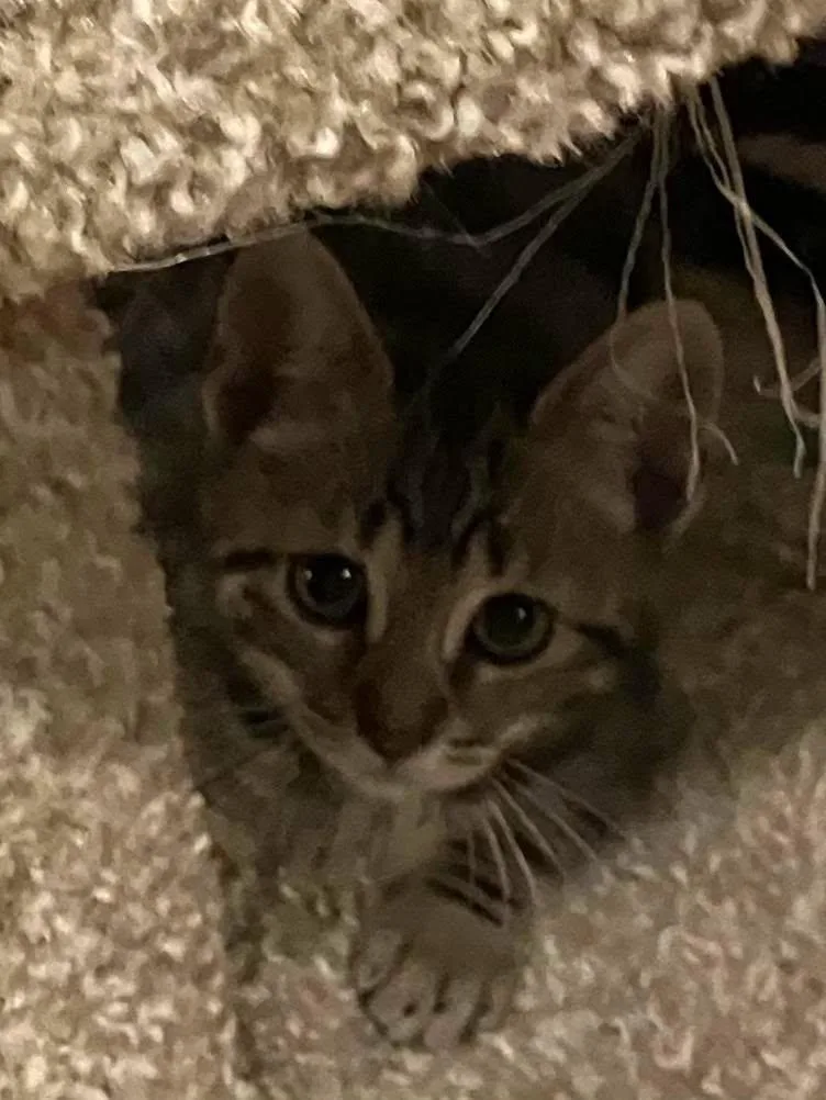 A young medium-sized female Domestic Short Hair cat named Nugget for adoption in Rochester, NY