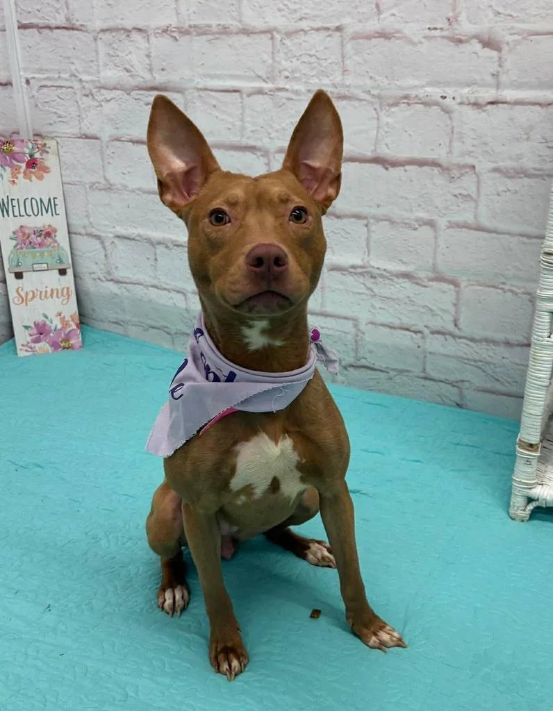 Swannifer thumbnail 3