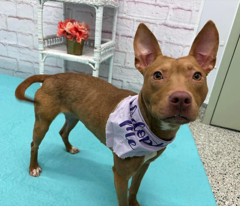 Swannifer thumbnail 4