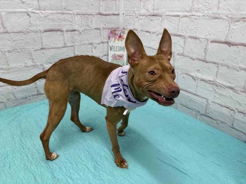 Swannifer thumbnail 5