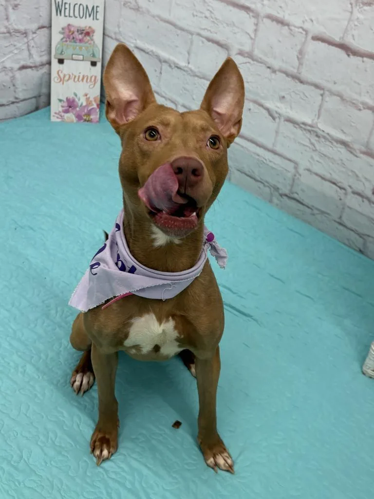 Swannifer thumbnail 6