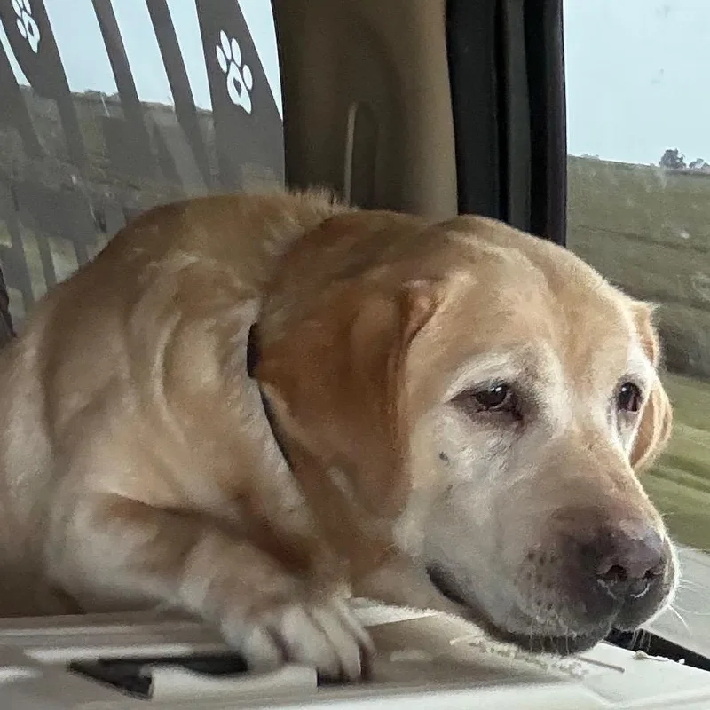 An adult small-sized male Yellow / Tan / Blond / Fawn Yellow Labrador Retriever dog named Ol Yeller for adoption in Normal, IL
