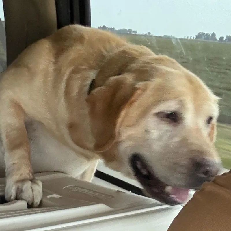 Ol Yeller thumbnail 2