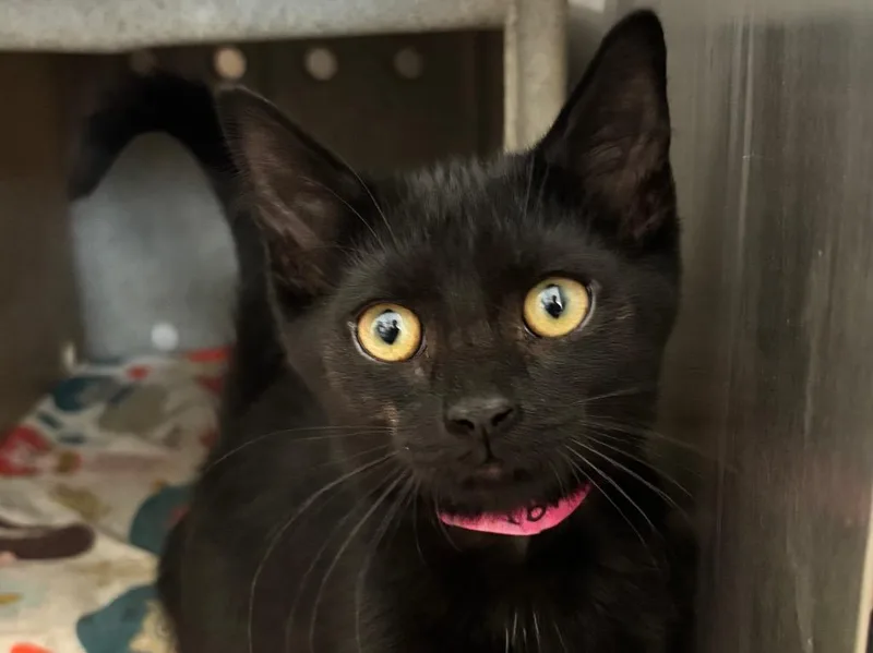 A baby small-sized female Domestic Short Hair cat named Torrence for adoption in Powell, OH