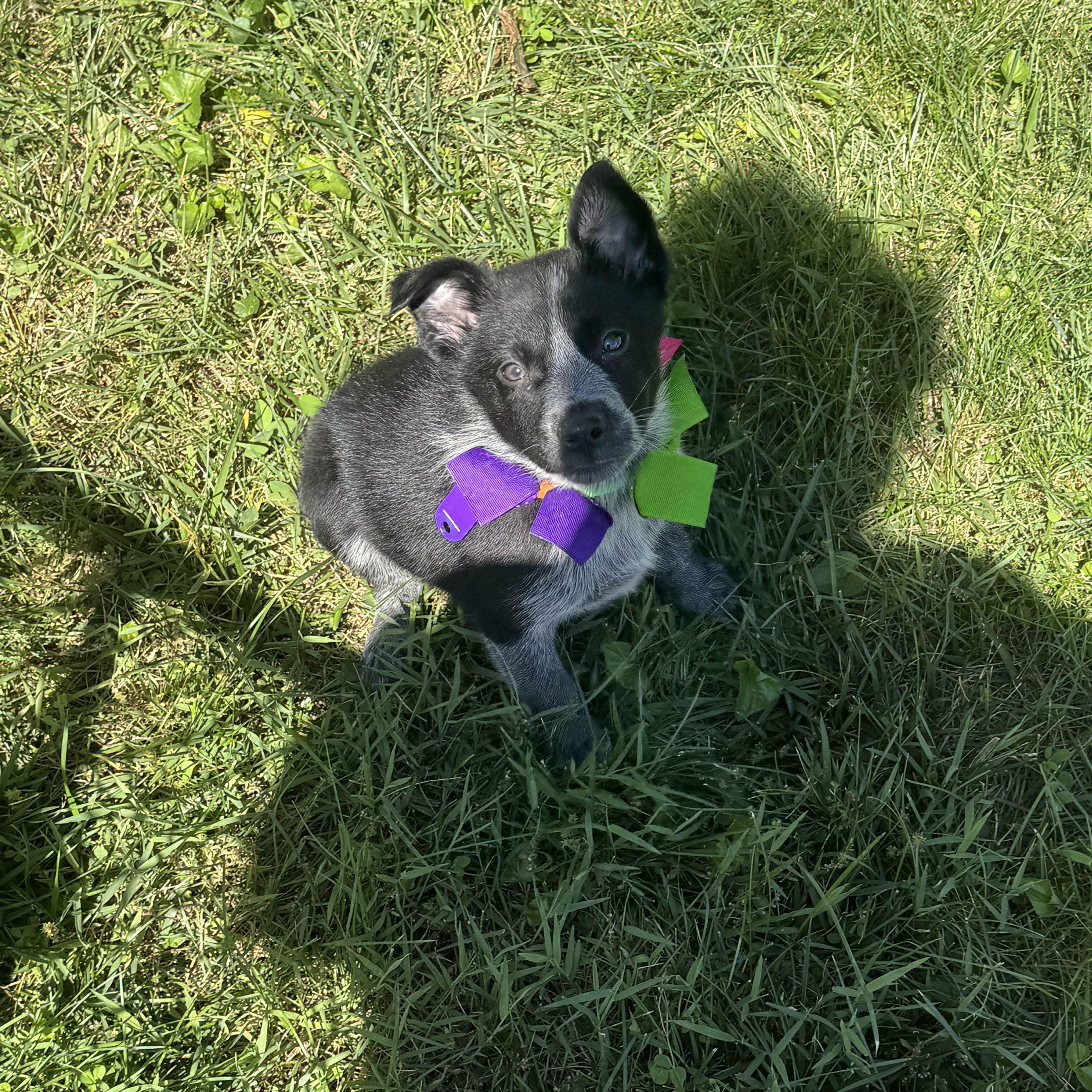 A baby medium-sized female Australian Cattle Dog / Blue Heeler dog named Hopper for adoption in Columbia, MD