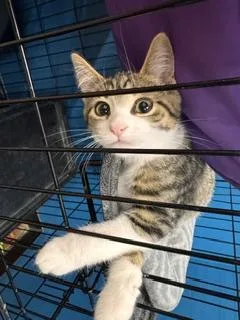 A baby medium-sized female Tabby (Gray / Blue / Silver) Domestic Short Hair cat named Princess for adoption in Louisville, KY