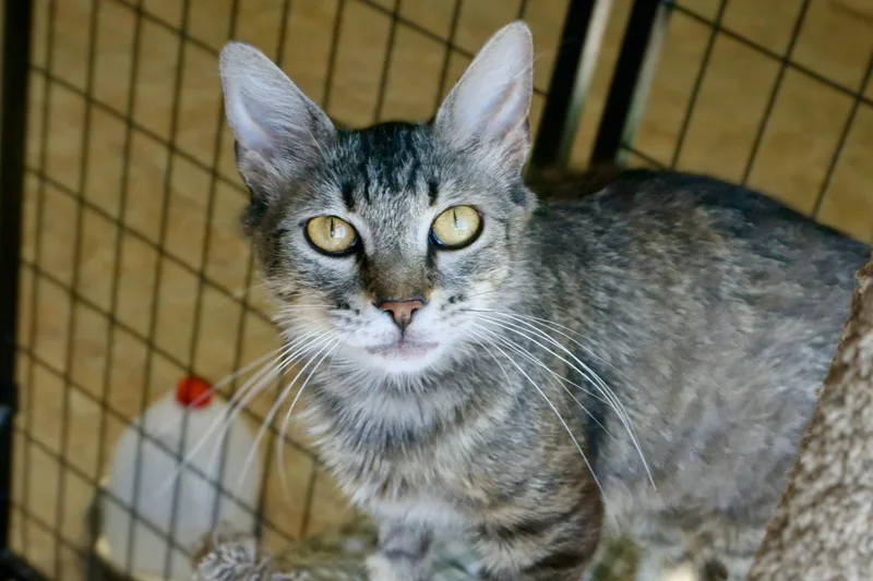 An adult medium-sized female Domestic Medium Hair cat named Persimmon for adoption in Fountain Hills, AZ